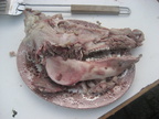 IMG 7847